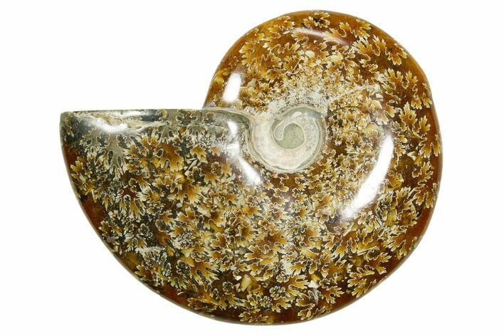 Polished Ammonite (Cleoniceras) Fossil - Madagascar #365077